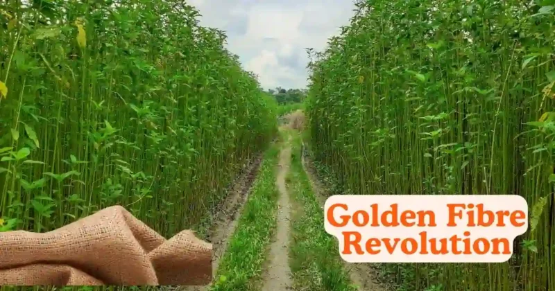 Golden Fibre Revolution