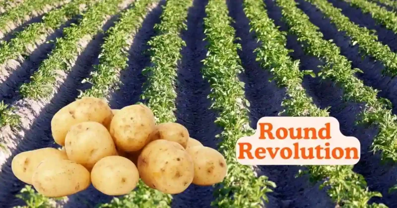 Round revolution is related to Production of Potato